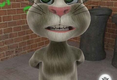 Tom cat