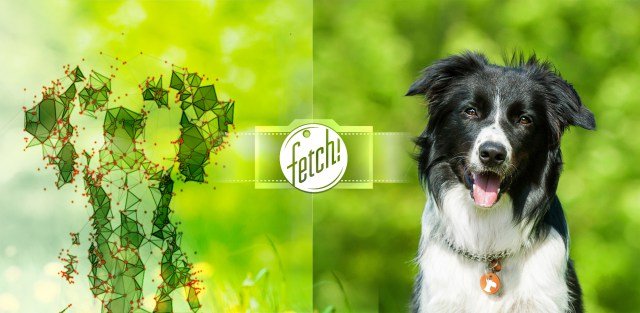 Microsoft Fetch! su aplicación para reconocer razas de perros, ya en iOS y pronto en móviles con